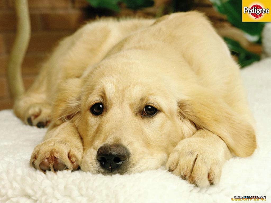 , pedigree